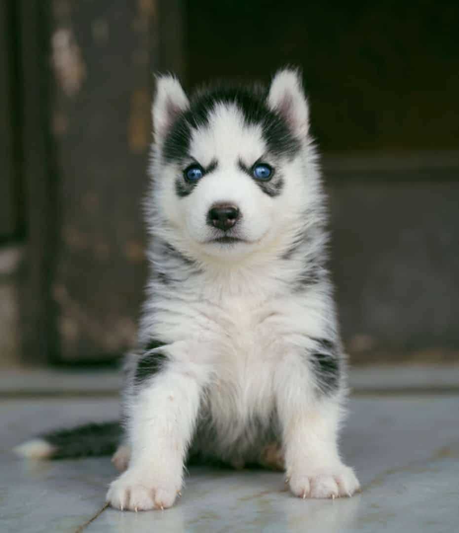 Siberian Husky For Sale In Ahmedabad