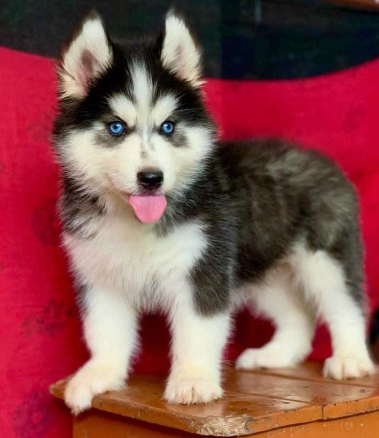 Siberian Husky For Sale In Bhopal