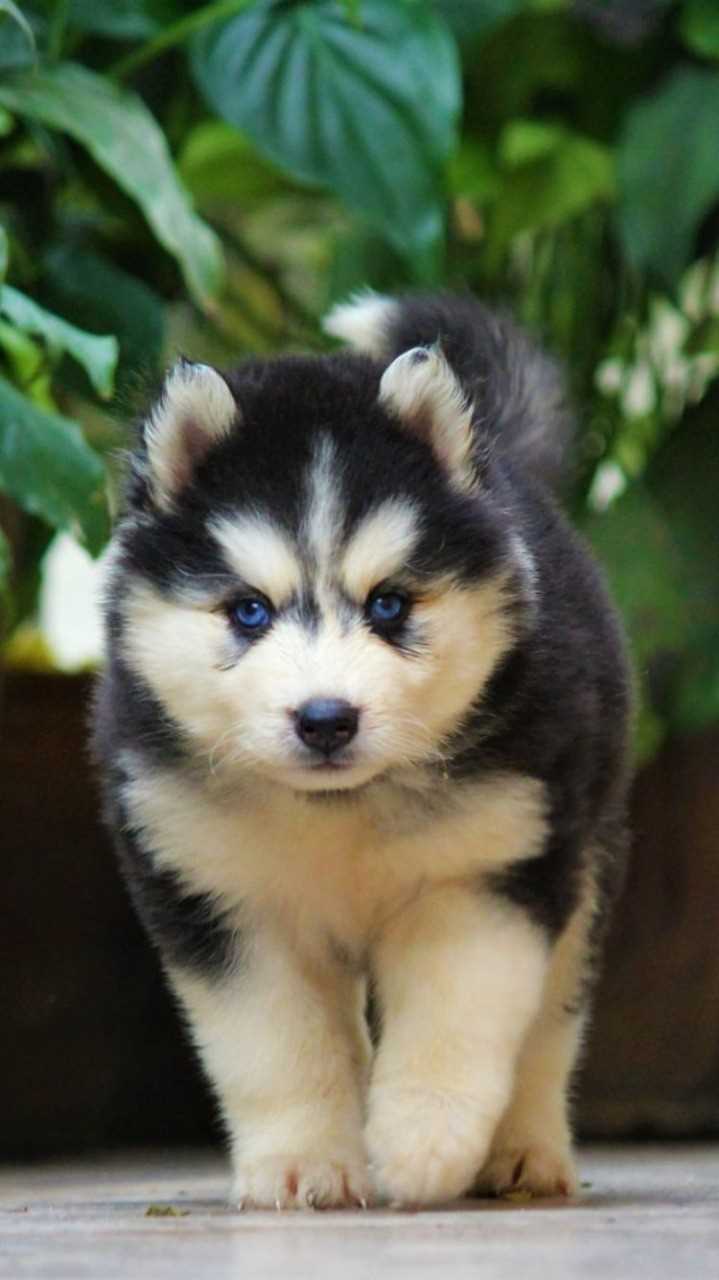 Siberian Husky For Sale In Surat