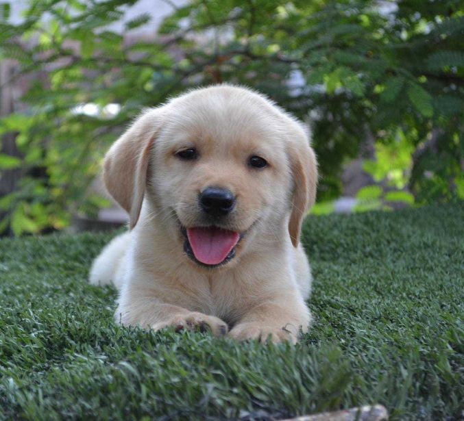 Labrador Retriever For Sale In Gandhinagar