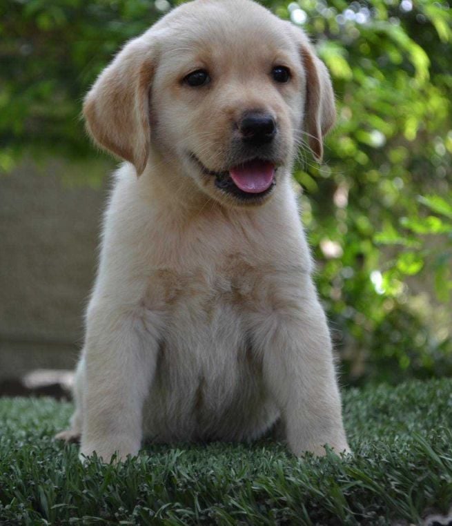 Labrador Retriever For Sale In Gurgaon