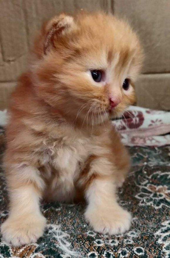 Persian For Sale In Jalandhar