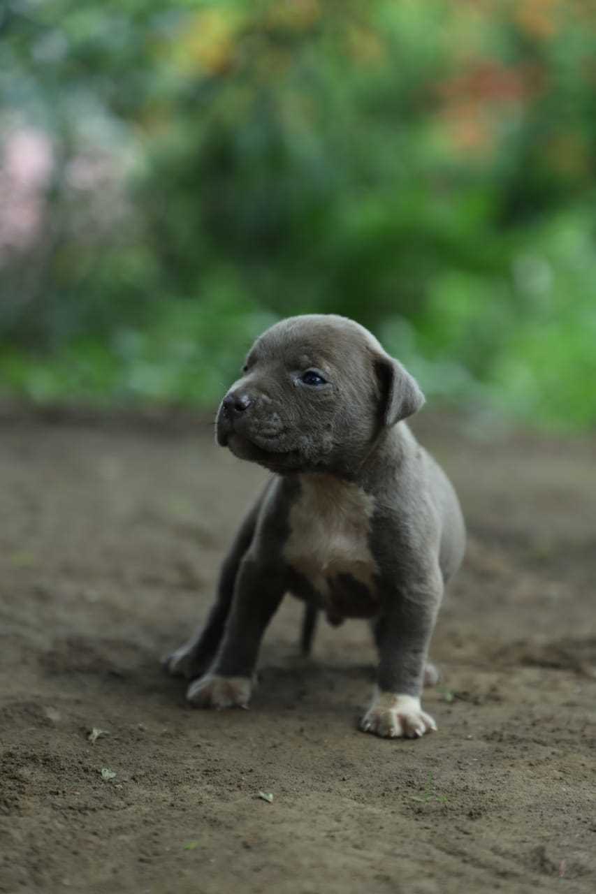 American Bully For Sale In Gorakhpur