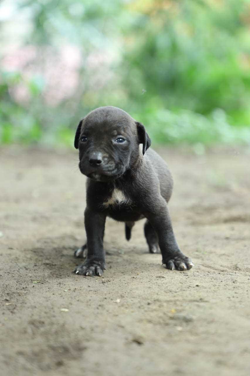 American Bully For Sale In Mumbai