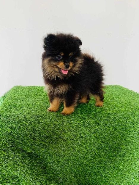 Culture Pomeranian For Sale In Kolkata