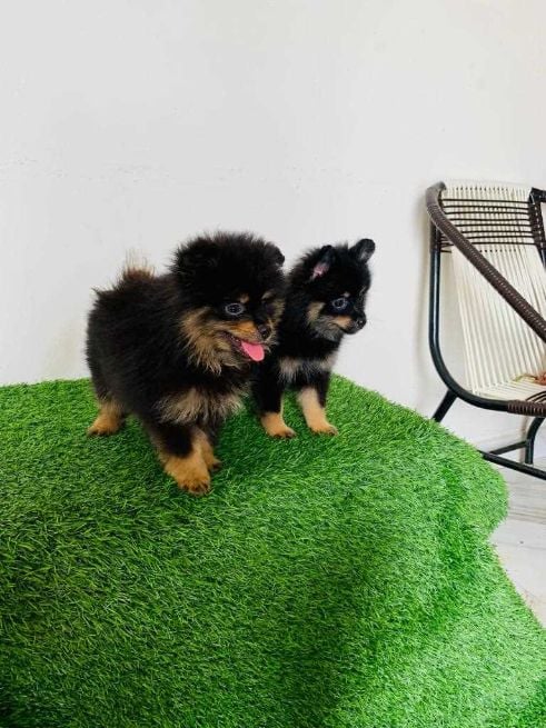 Culture Pomeranian For Sale In Ahmedabad
