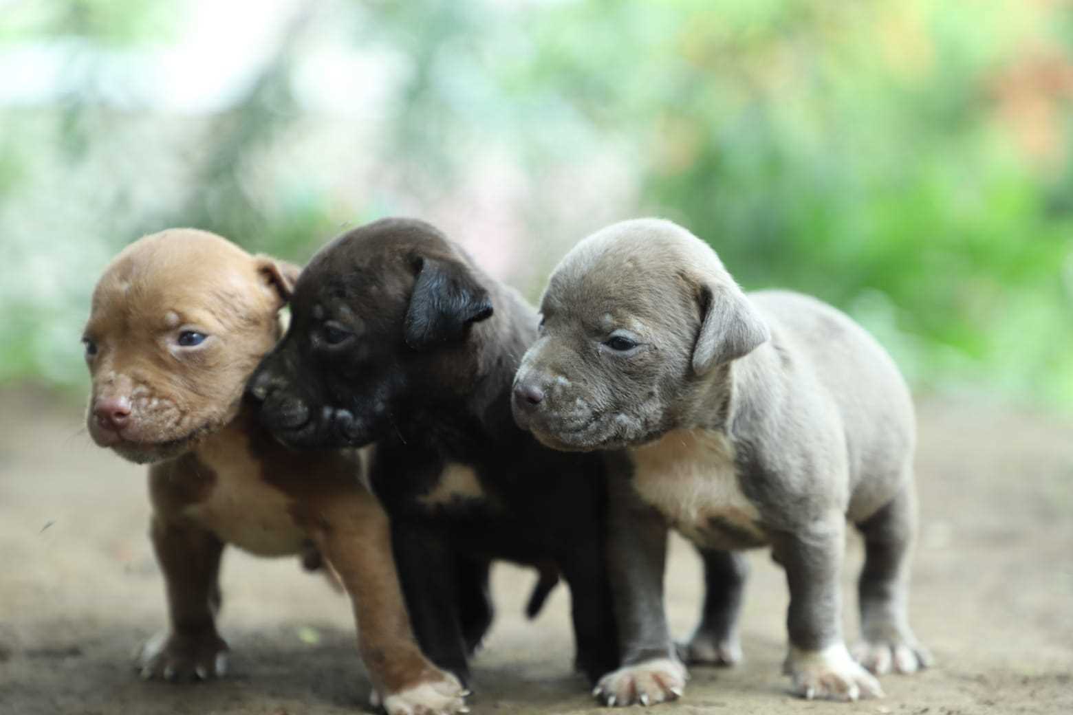 American Bully For Sale In Mumbai
