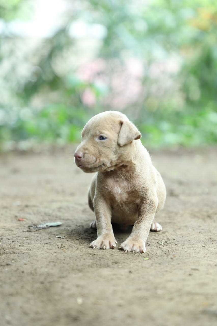 American Bully For Sale In Udaipur
