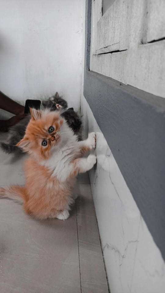 Persian For Sale In Aligarh UP