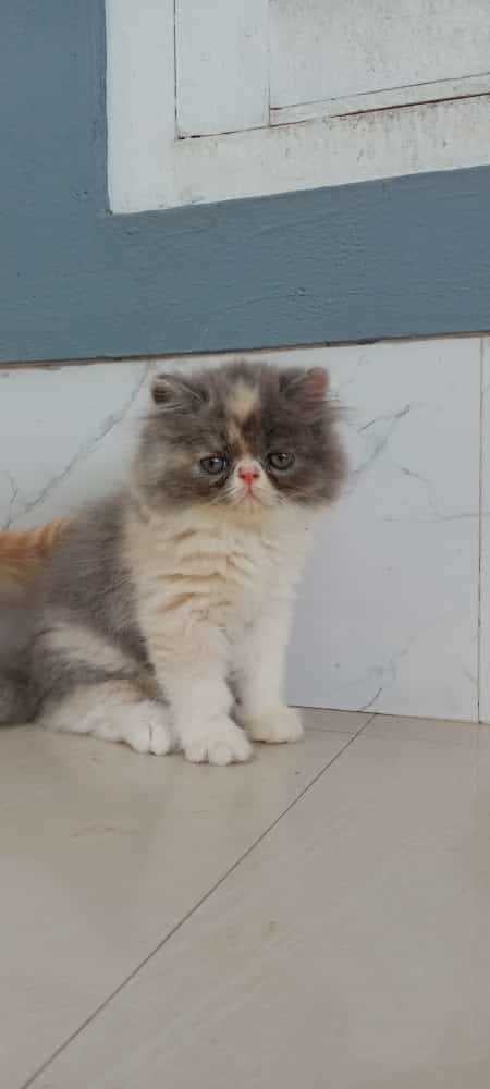 Persian For Sale In Nasik