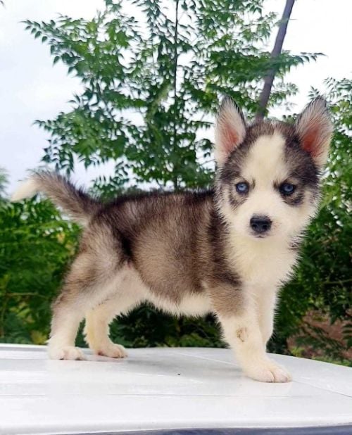 Siberian Husky For Sale In Ahmedabad