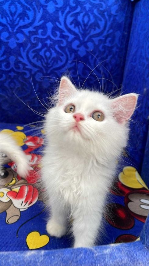 Persian For Sale In Ludhiana