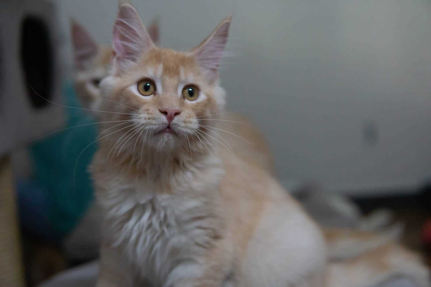 Maine Coon For Sale In Delhi
