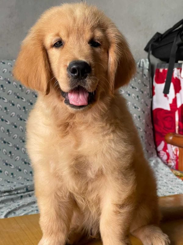 Golden Retriever For Sale In Noida