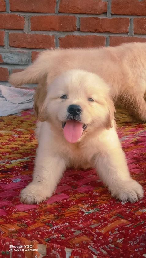Golden Retriever For Sale In Meerut