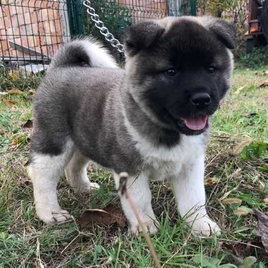 Akita For Sale In Bhopal