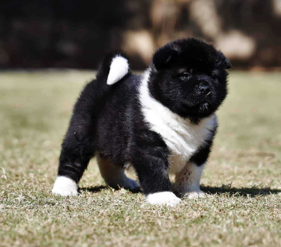 Akita For Sale In Jaipur