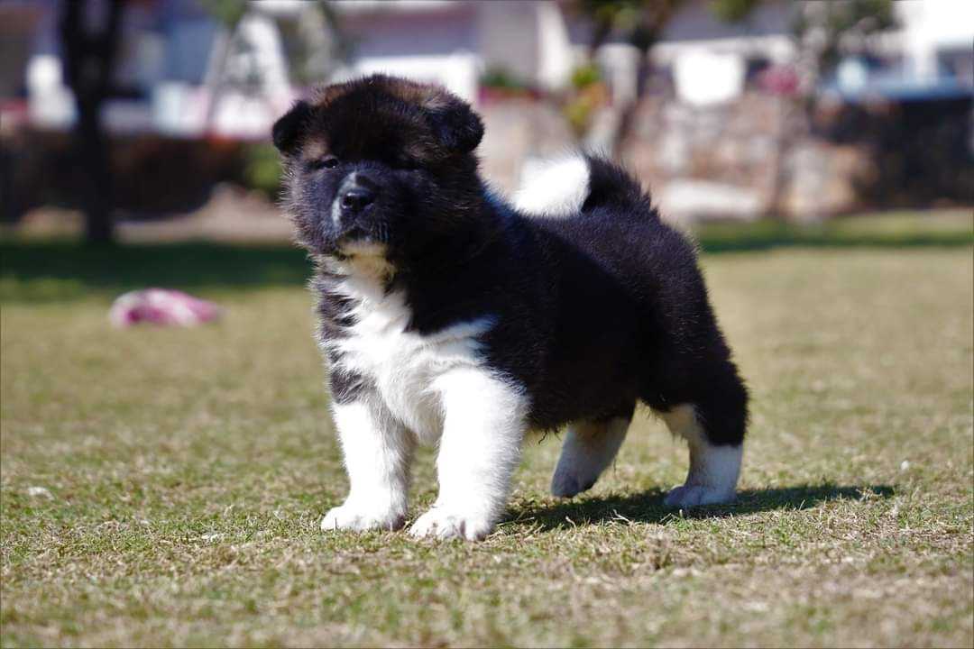 Akita For Sale In Mumbai