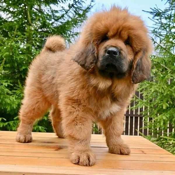 Tibetan Mastiff For Sale In Gandhinagar