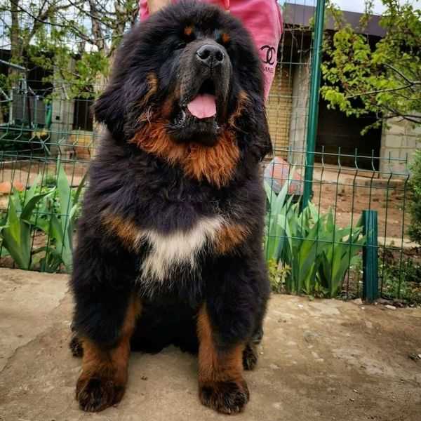 Tibetan Mastiff For Sale In Mumbai