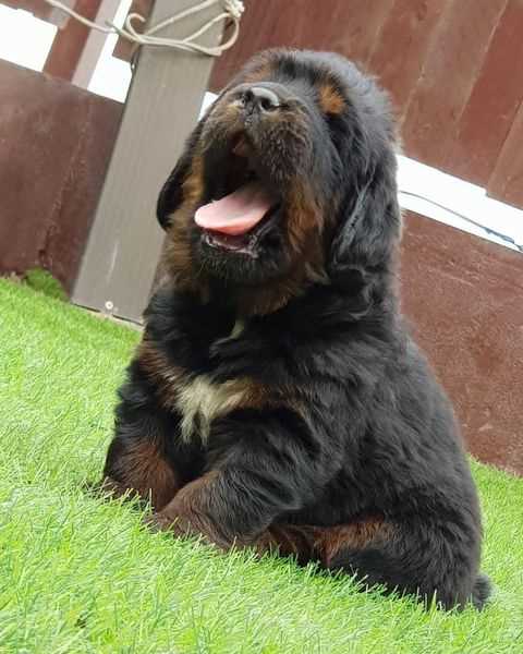 Tibetan Mastiff For Sale In Shimla