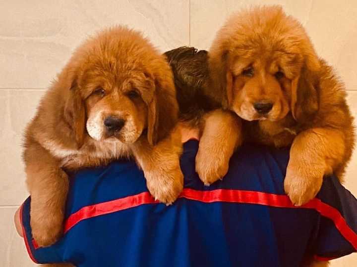 Tibetan Mastiff For Sale In Delhi