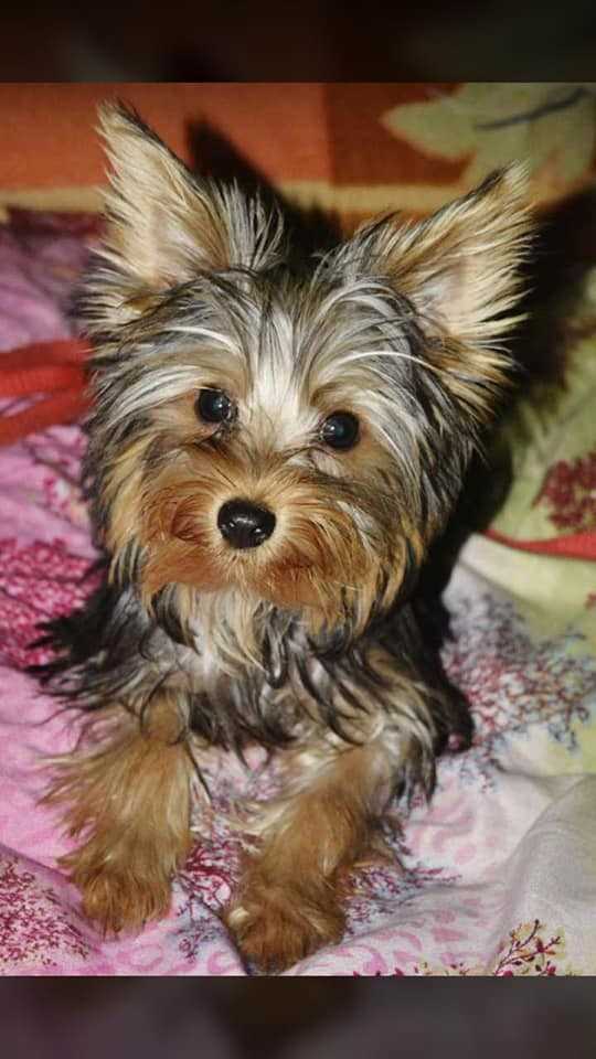 Yorkshire Terrier For Sale In Jaipur