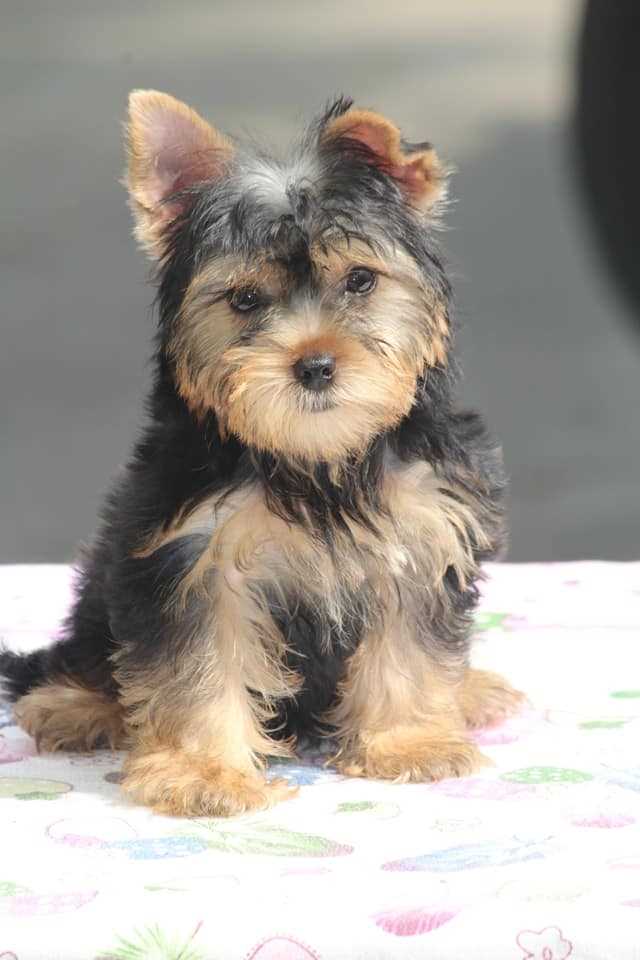 Yorkshire Terrier For Sale In Ahmedabad