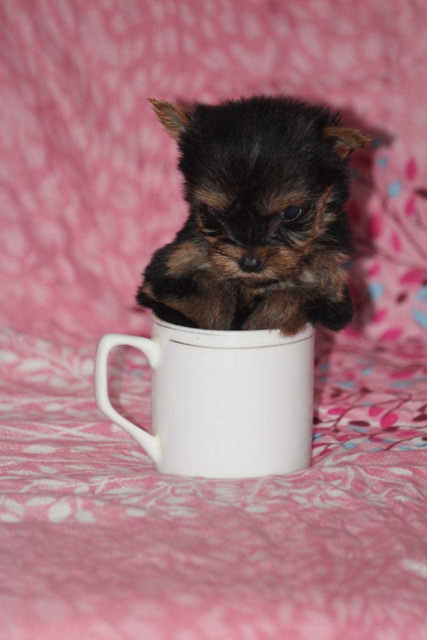 Yorkshire Terrier For Sale In Chandigarh
