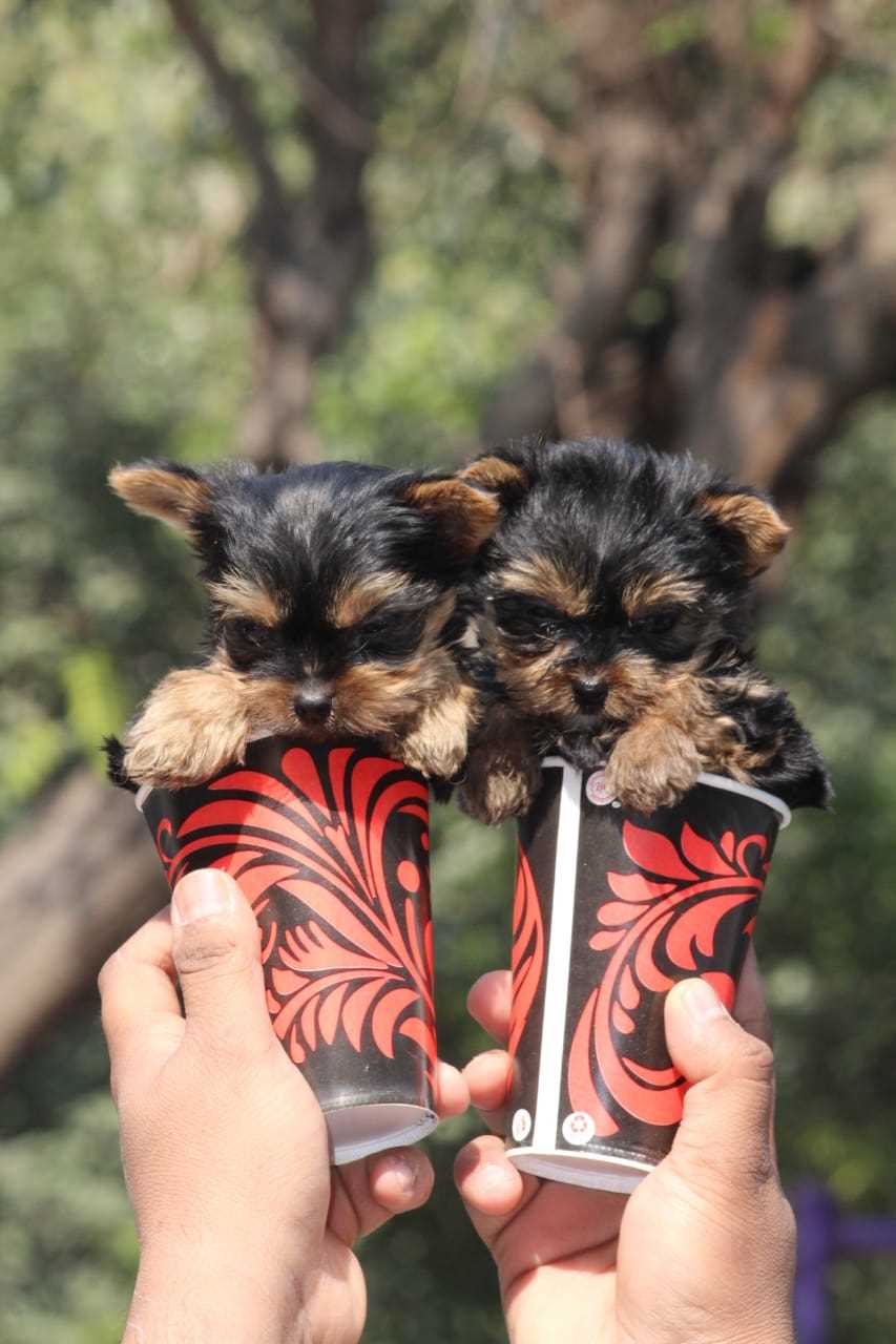 Yorkshire Terrier For Sale In Delhi