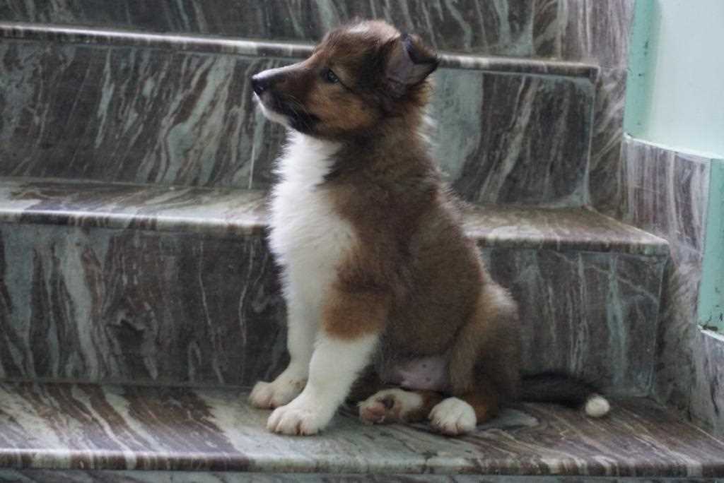 Rough Collie For Sale In Mumbai