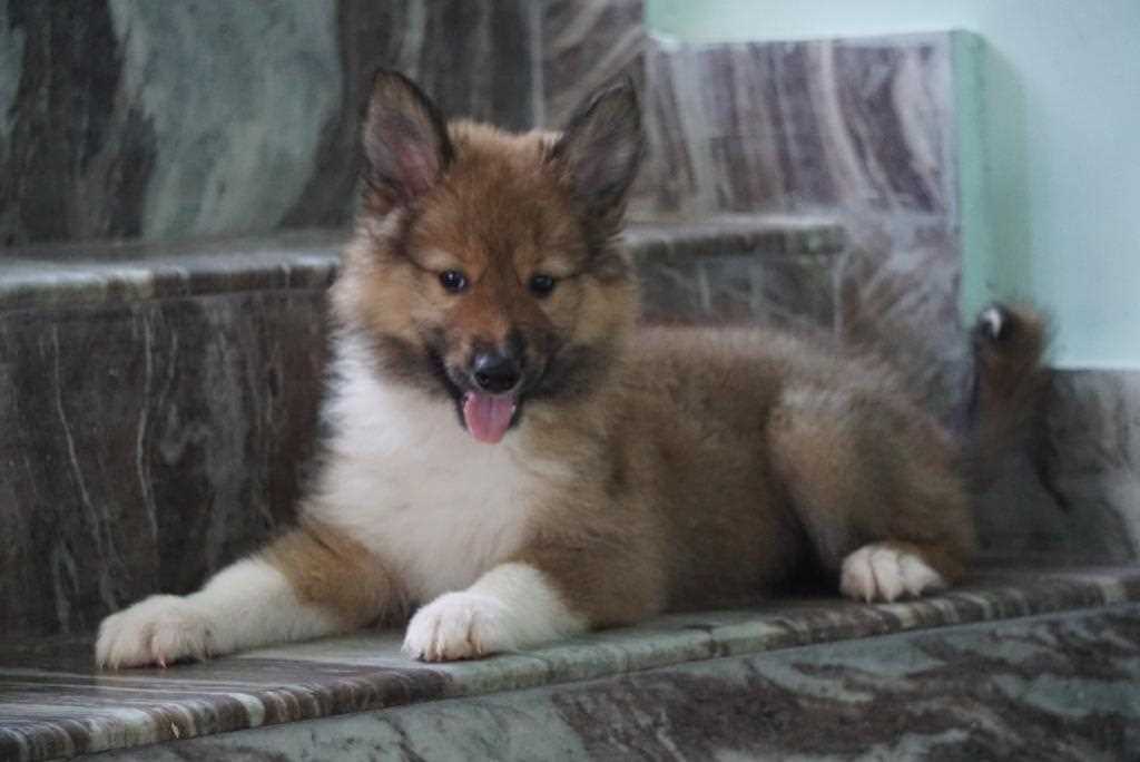 Rough Collie For Sale In Surat