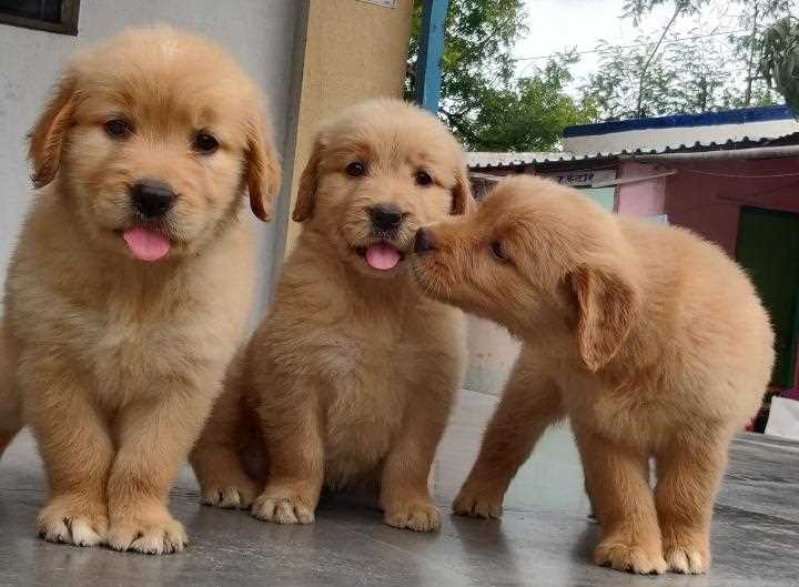 Golden Retriever For Sale In Varanasi