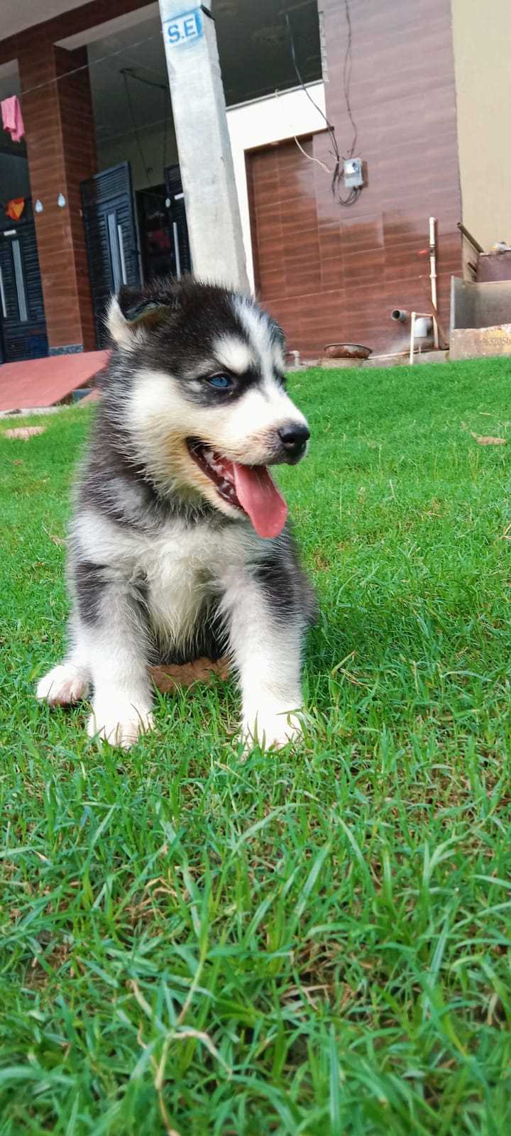 Siberian Husky For Sale In Mysore
