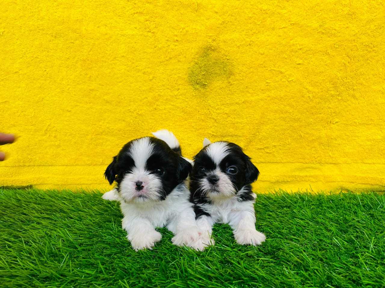 Shih Tzu For Sale In Panaji