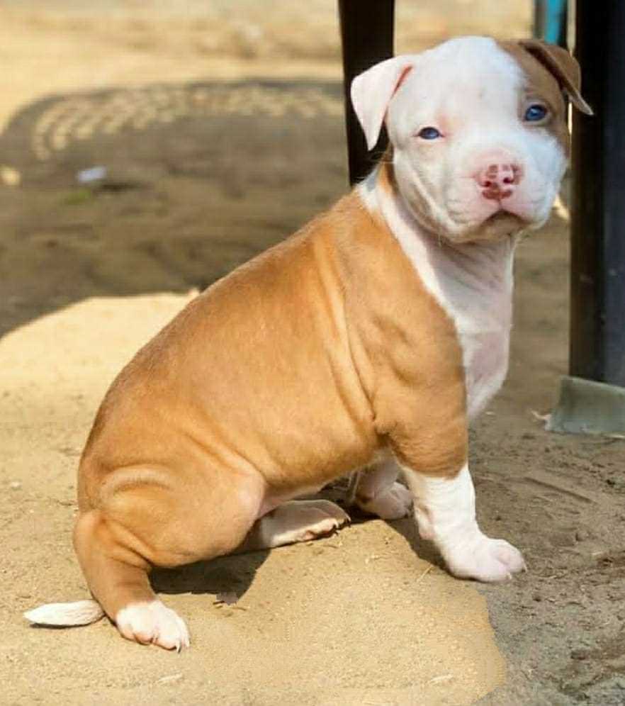 American Bully For Sale In Jaipur