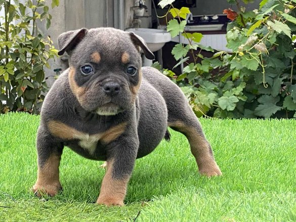 American Bully For Sale In Tinsukia