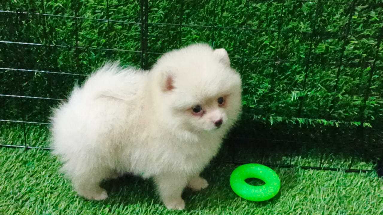 Pomeranian For Sale In Ranchi