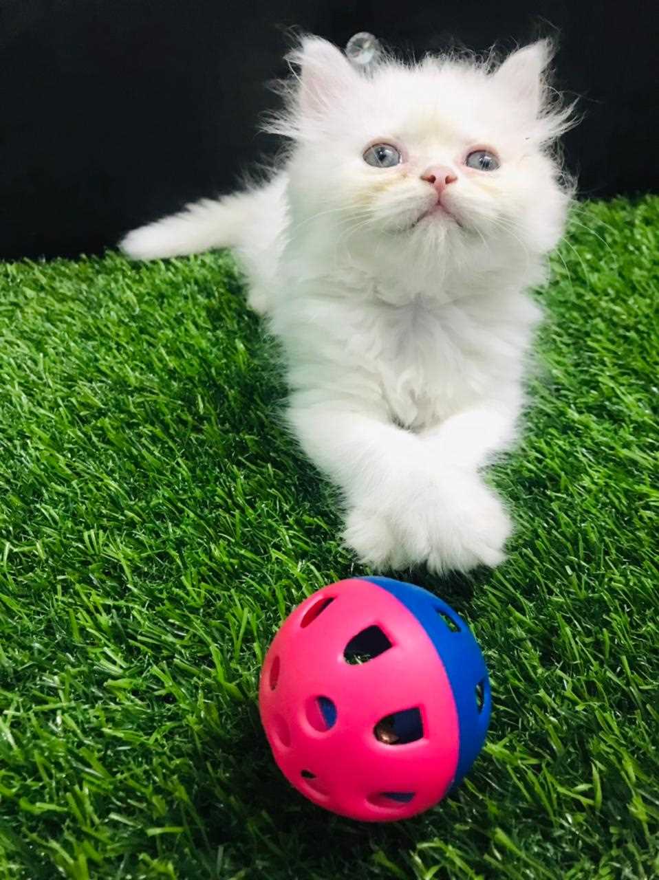 Persian For Sale In Salem