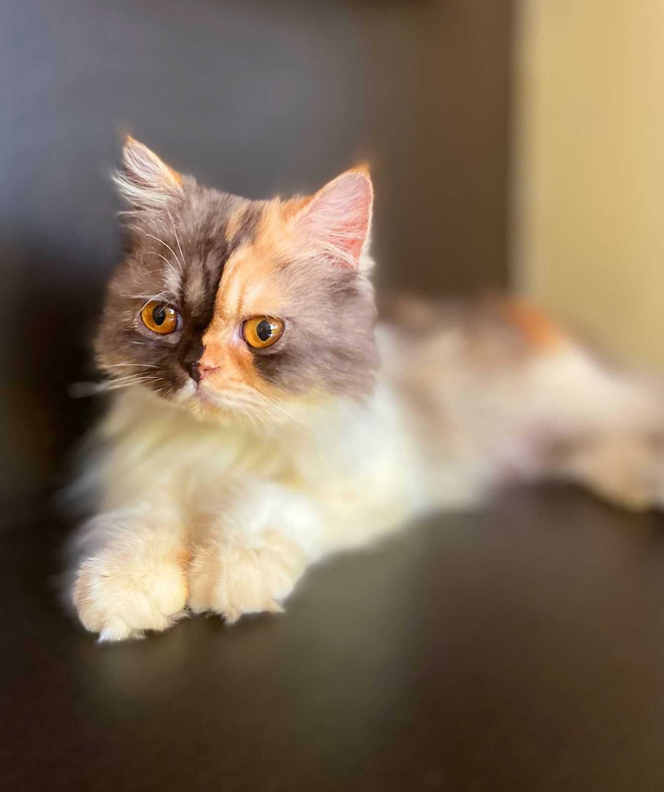 Calico For Sale In Delhi