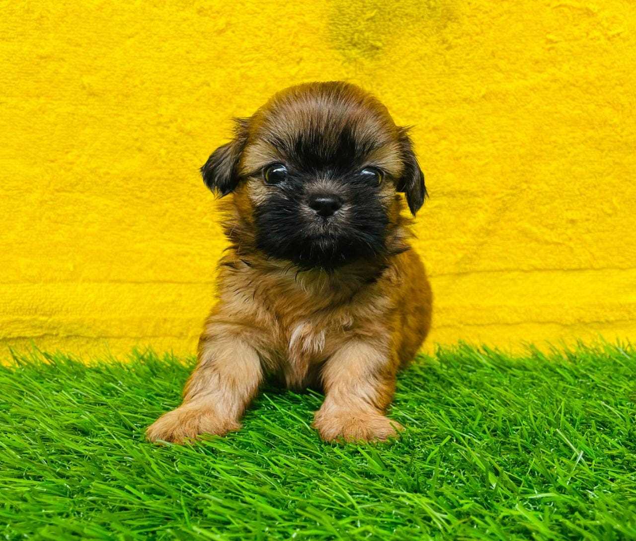 Lhasa Apso For Sale In Kochi