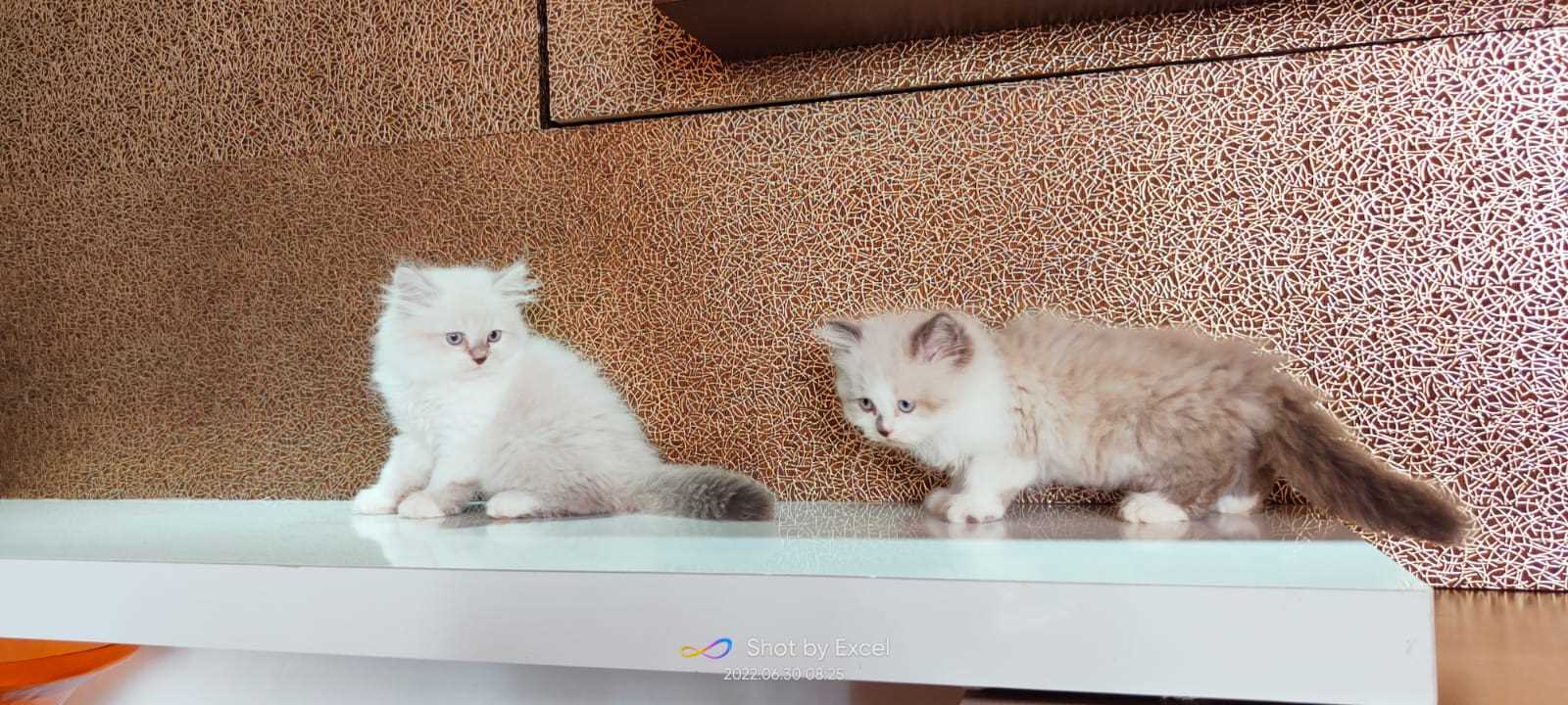 Ragdoll For Sale In Mumbai