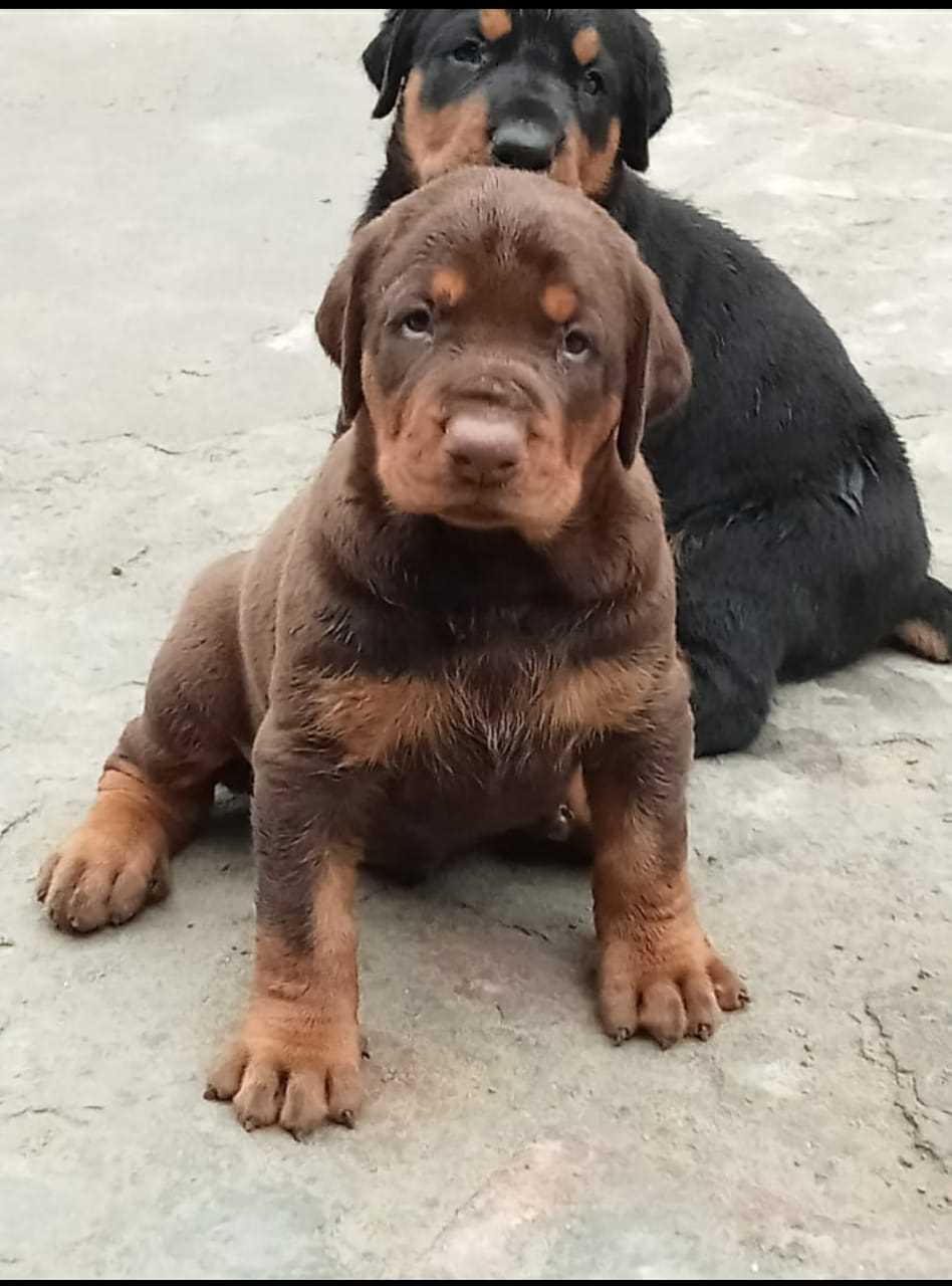 European Doberman For Sale In Ahmedabad