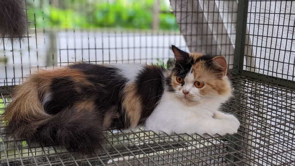 Calico For Sale In Kolkata