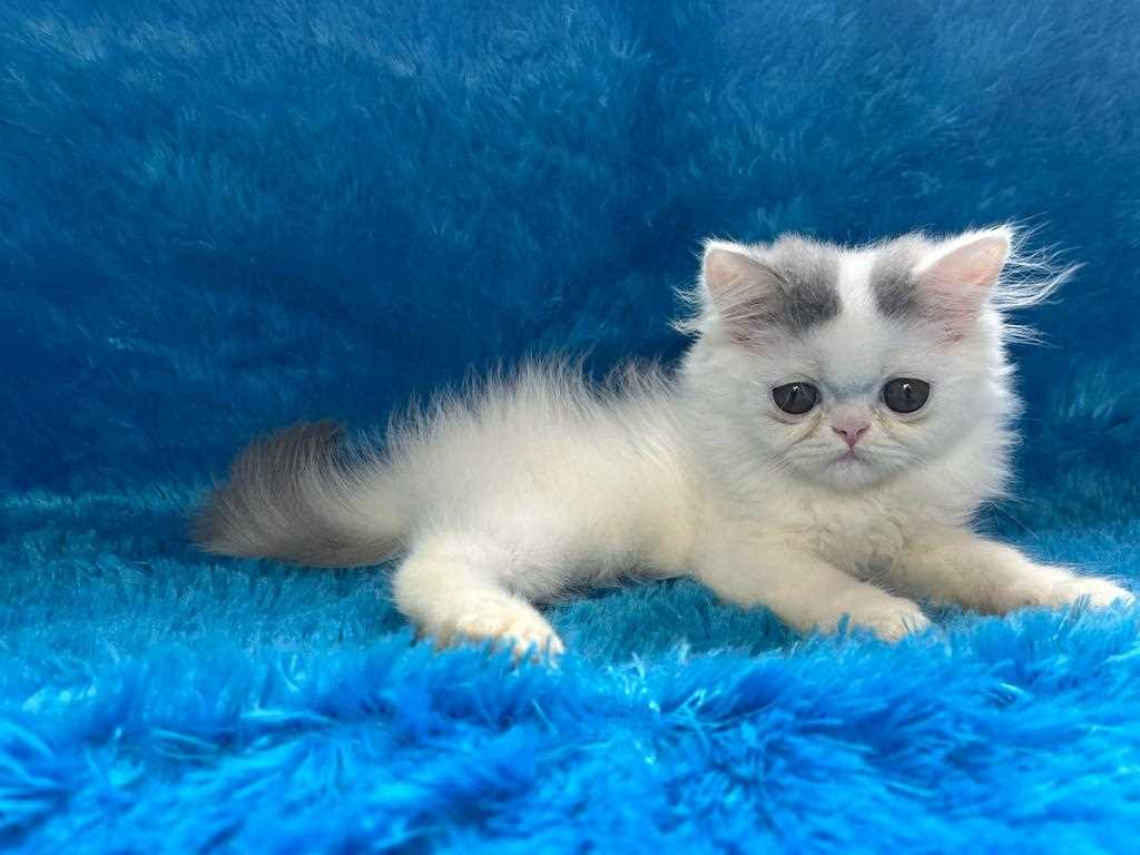 Persian For Sale In Mysore