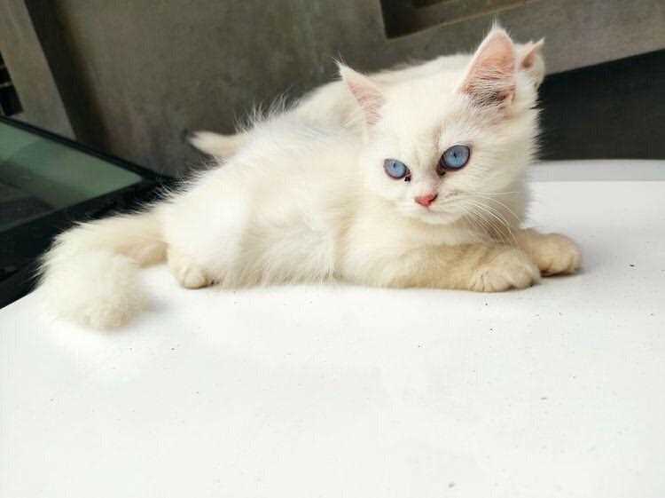 Persian For Sale In Dimapur