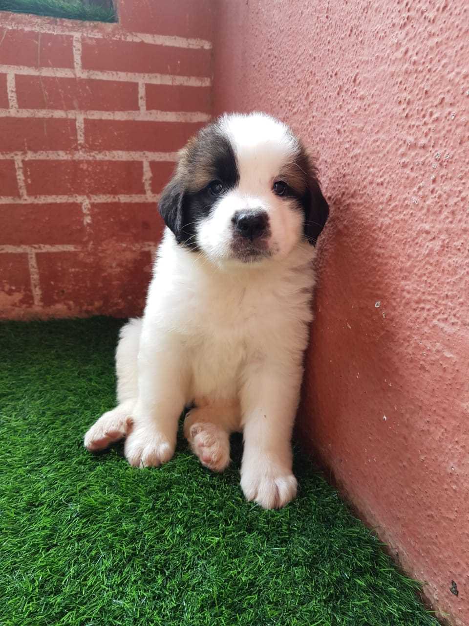 Saint Bernard For Sale In Ahmedabad