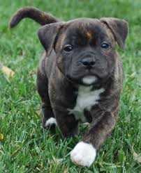 Staffordshire Bull Terrier For Sale In Delhi
