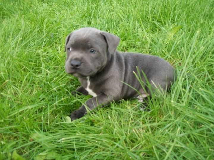 American Staffordshire Terrier For Sale In Gurgaon