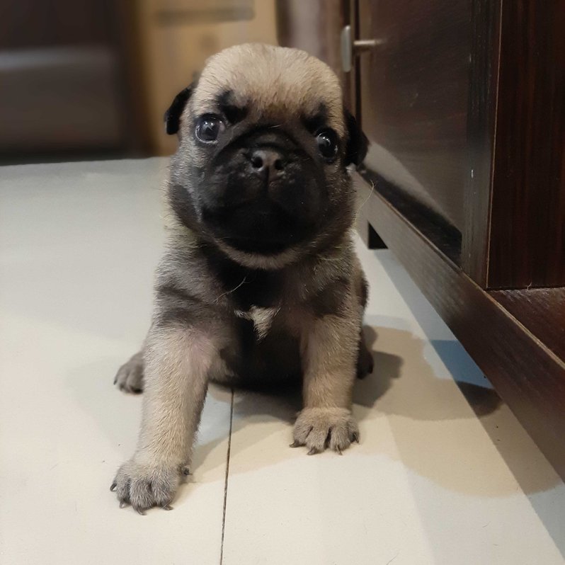 Pug For Sale In Kolkata